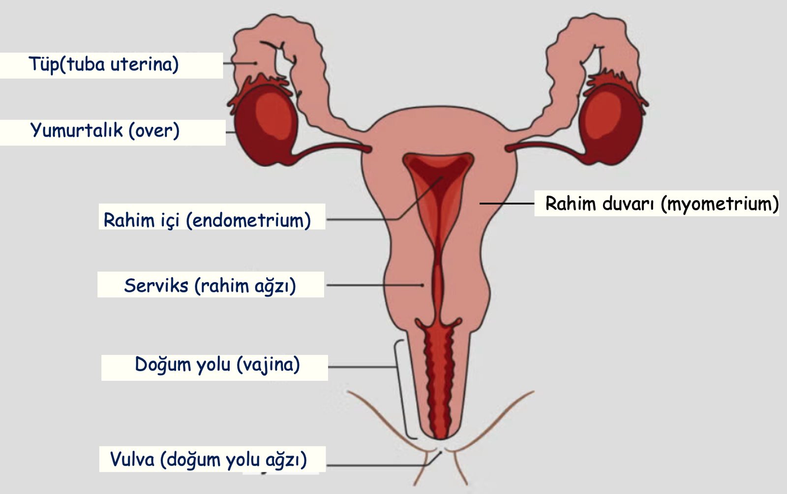 Kadın üreme organlarının şeması: tüpler, yumurtalıklar, rahim içi, rahim duvarı, rahim ağzı, vajina ve vulva