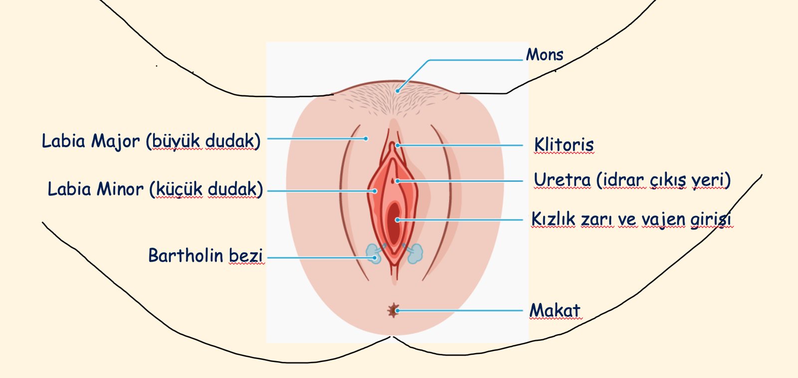 Vulva bölgesinin şeması: labia major, labia minor, klitoris, üretra, Bartholin bezi ve vajina girişi